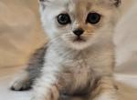 Monty Scottish Straight - Scottish Straight Kitten For Sale - Travelers Rest&comma; SC&comma; US