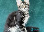 Indy Polydactyl - Maine Coon Kitten For Sale - Hollywood&comma; FL&comma; US