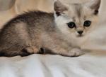 Dante Scottish Straight - Scottish Straight Kitten For Sale - Travelers Rest&comma; SC&comma; US