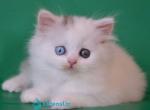Oscar - Scottish Straight Kitten For Sale - Hollywood&comma; FL&comma; US