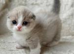 Maurice - Munchkin Kitten For Sale - Pembroke Pines&comma; FL&comma; US