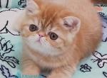 Bruno - Exotic Kitten For Sale - Pembroke Pines&comma; FL&comma; US