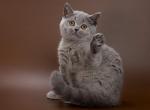 Olwen - British Shorthair Kitten For Sale - Pembroke Pines&comma; FL&comma; US
