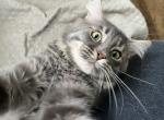 BACARI BLUE MAINE COON ADULT MALE - Maine Coon Cat For Sale/Retired Breeding - Warren&comma; OH&comma; US