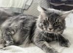 BACARI BLUE MAINE COON ADULT MALE - Maine Coon Cat For Sale/Retired Breeding - Warren&comma; OH&comma; US