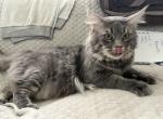 BACARI BLUE MAINE COON ADULT MALE - Maine Coon Cat For Sale/Retired Breeding - Warren&comma; OH&comma; US