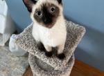Yoshie - Siamese Kitten For Sale - Wilmington&comma; OH&comma; US