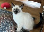 Cam - Siamese Kitten For Sale - 