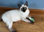Theo - Siamese Kitten For Sale - 