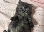 Exotic Persian Black & Silver Patched Tabby - Exotic Kitten For Sale - Lehighton&comma; PA&comma; US