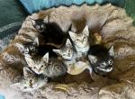Kittens - Bengal Kitten For Adoption - Columbus&comma; IN&comma; US