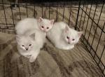 James George Lily - Ragdoll Kitten For Sale - 