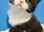 TEDDY - Domestic Kitten For Sale - 