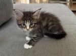 Barbi - Maine Coon Kitten For Sale - 