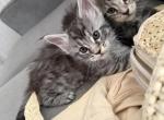 Bianca - Maine Coon Kitten For Sale - Jacksonville&comma; FL&comma; US
