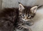 Bonny - Maine Coon Kitten For Sale - Jacksonville&comma; FL&comma; US