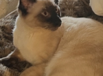 Diamond - Siamese Kitten For Adoption - Mount Laurel&comma; NJ&comma; US