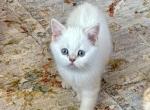Sam - Scottish Straight Kitten For Sale - MA&comma; US