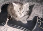Brad - Maine Coon Cat For Sale - 