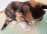 CUPCAKE - Domestic Kitten For Sale - 