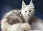 Erosh - Maine Coon Kitten For Sale - Hollywood&comma; FL&comma; US