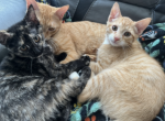 Free Cats Looking For a Safe Home - Domestic Kitten For Sale - 
