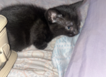 Free Kittens To Adopt - Domestic Kitten For Sale - Bayonne&comma; NJ&comma; US