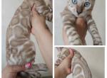 Aspen - Bengal Kitten For Sale - NY&comma; US