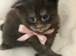 Sarasota Maine Coons - Maine Coon Kitten For Sale - Sarasota&comma; FL&comma; US