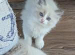 Yellow collar - Ragdoll Kitten For Sale - Dunnellon&comma; FL&comma; US