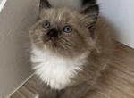 Seal Mink Ragdoll Female - Ragdoll Kitten For Sale - 