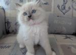Pink collar - Ragdoll Kitten For Sale - Dunnellon&comma; FL&comma; US