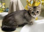 Ticked tabby short legged boy - Munchkin Kitten For Sale - Salem&comma; OR&comma; US