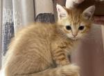 Red tabby boy - Domestic Kitten For Sale - Salem&comma; OR&comma; US