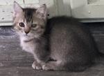 Ticked tabby short legged - Ragamuffin Kitten For Sale - Salem&comma; OR&comma; US