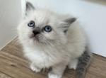 Blue Point Ragdoll Girl - Ragdoll Kitten For Sale - 