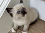 Seal Point Ragdoll Female - Ragdoll Kitten For Sale - Vancouver&comma; WA&comma; US