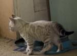Victor - Bengal Kitten For Sale - Watsontown&comma; PA&comma; US