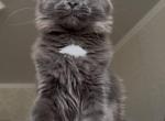 Lion Nikira Light - Maine Coon Kitten For Sale - Las Vegas&comma; NV&comma; US