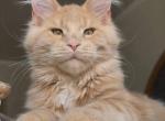 Marzipan Nikira Light - Maine Coon Kitten For Sale - Las Vegas&comma; NV&comma; US