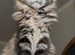 Mon Amour Nikira Light - Maine Coon Kitten For Sale - Las Vegas&comma; NV&comma; US