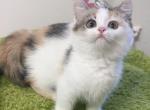 Lili - Munchkin Kitten For Sale - 