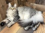 Maine Coon Ruby - Maine Coon Cat For Sale - Newport&comma; ME&comma; US