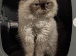 Bleu - Himalayan Kitten For Adoption - Baton Rouge&comma; LA&comma; US