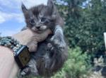 Polydactyl - Polydactyl Kitten For Sale - Absarokee&comma; MT&comma; US