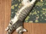 Zoro - Domestic Cat For Adoption - Leeds&comma; AL&comma; US