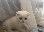 Kitty A - Scottish Straight Kitten For Sale - Rio Linda&comma; CA&comma; US