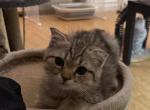 Kitty B - Scottish Fold Kitten For Sale - Rio Linda&comma; CA&comma; US