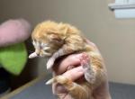 Doll Face Persian Kittens - Persian Kitten For Sale - 