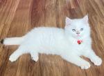 Blueberry - British Shorthair Kitten For Sale - 